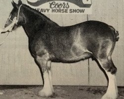 Zuchtstute Torrs Lady Antrim (Clydesdale, 1978, von Muirton Sceptre)