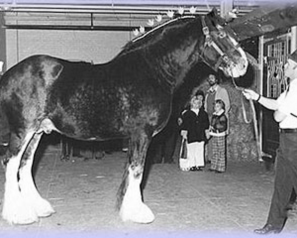 stallion Aspiration 30652 (Clydesdale, 1966, from Bardrill Castle)