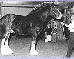 stallion Aspiration 30652 (Clydesdale, 1966, from Bardrill Castle)