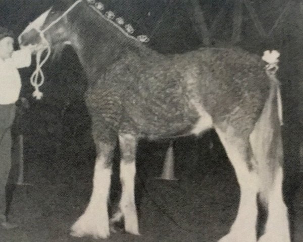 Deckhengst Greendykes Magnum (Clydesdale, 1985, von Doura Magnificent)