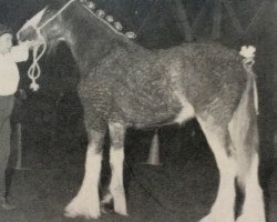 stallion Greendykes Magnum (Clydesdale, 1985, from Doura Magnificent)