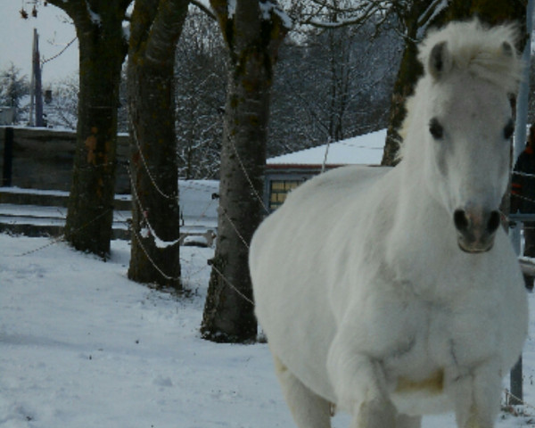 Pferd Lissy (Welsh-Mix, 2000)