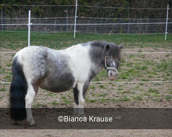 Zuchtstute Flair (Dt.Part-bred Shetland Pony, 1996, von Monaco)