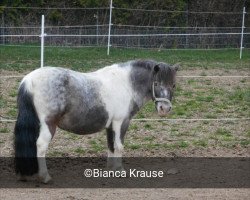 Zuchtstute Flair (Dt.Part-bred Shetland Pony, 1996, von Monaco)