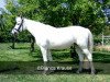 dressage horse Ramona 855 (Connemara Pony, 1997)