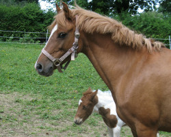 broodmare Cora 656 (German Riding Pony, 2004, from Darino)