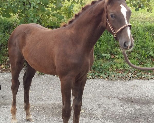 dressage horse Winona N (German Sport Horse, 2017, from Bon Coeur)