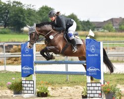 jumper Gregory-Altena (KWPN (Royal Dutch Sporthorse), 2011, from Uphill)