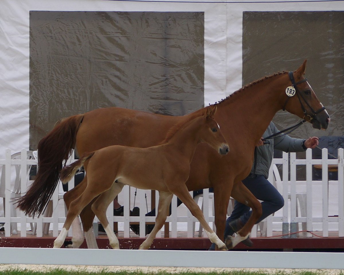 horse Hengstfohlen von First Selection (Westphalian, 2018, from First Selection)