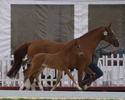 dressage horse Hengstfohlen von First Selection (Westphalian, 2018, from First Selection)