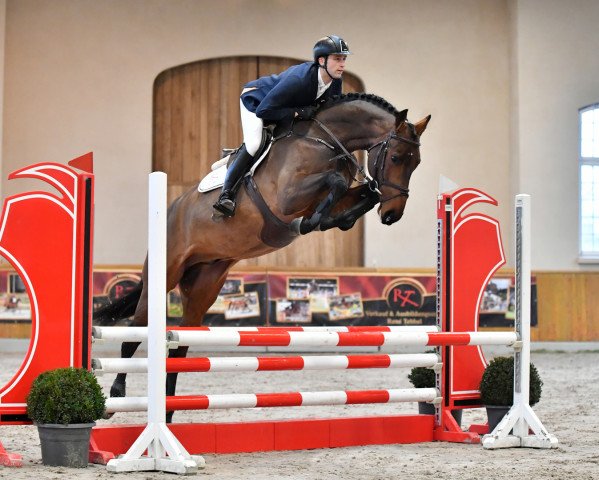 stallion Cavani (Oldenburg show jumper, 2015, from Cornet Obolensky)