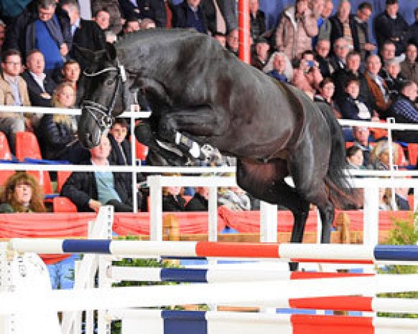 stallion Benthen's Balou (Oldenburg show jumper, 2015, from Balou du Rouet)