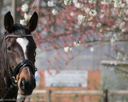 dressage horse Something Special 16 (Westphalian, 2012, from Silbermond)