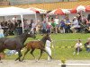 dressage horse Quintano FG (Württemberger, 2018, from Quantensprung 3)