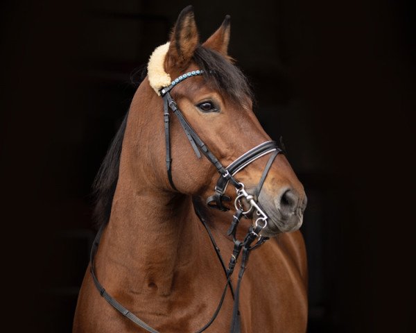 Pferd Mia Bella (Cob Normand, 2011)