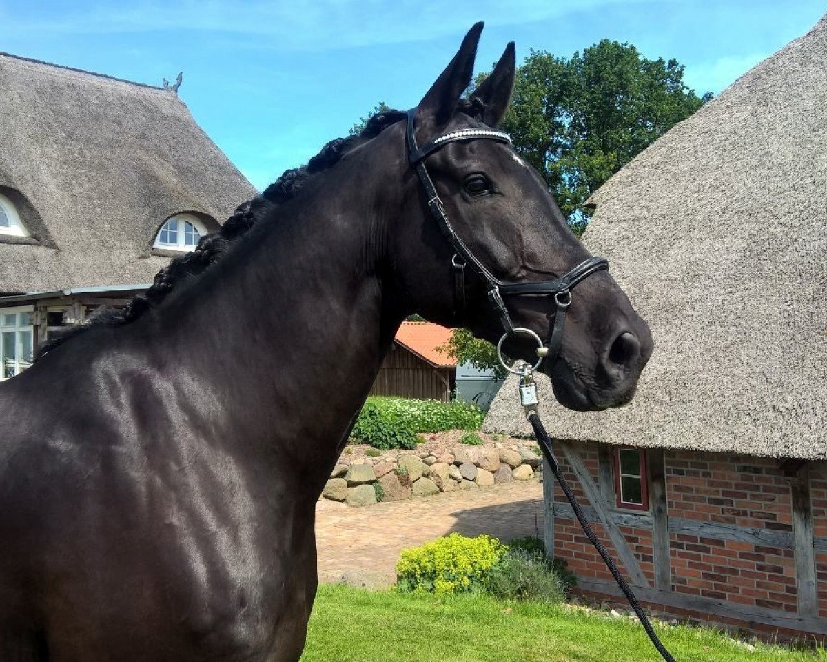 horse Cool Connection (Hanoverian, 2004, from Conteur)
