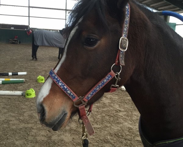 Pferd Arvalon Rose of Wales (Welsh-Cob (Sek. D), 2010, von Danaway Archie Brown)