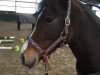 Pferd Arvalon Rose of Wales (Welsh-Cob (Sek. D), 2010, von Danaway Archie Brown)