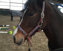 Pferd Arvalon Rose of Wales (Welsh-Cob (Sek. D), 2010, von Danaway Archie Brown)