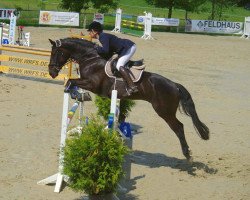 dressage horse Don Calisto 2 (Oldenburg, 2012, from Detroit)