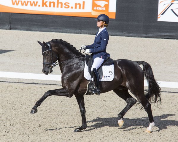 stallion Governor-Str (Dutch Warmblood, 2011, from Totilas)