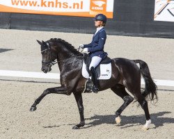 stallion Governor-Str (KWPN (Royal Dutch Sporthorse), 2011, from Totilas)