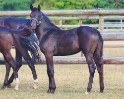 broodmare Jazzman´s Dreamy (Oldenburg, 2018, from Jazzman)