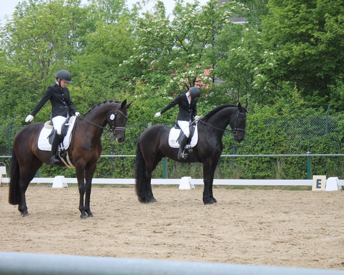 Dressurpferd Gregor 177 (Friese, 2010, von Anders)