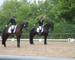 dressage horse Gregor 177 (Friese, 2010, from Anders)