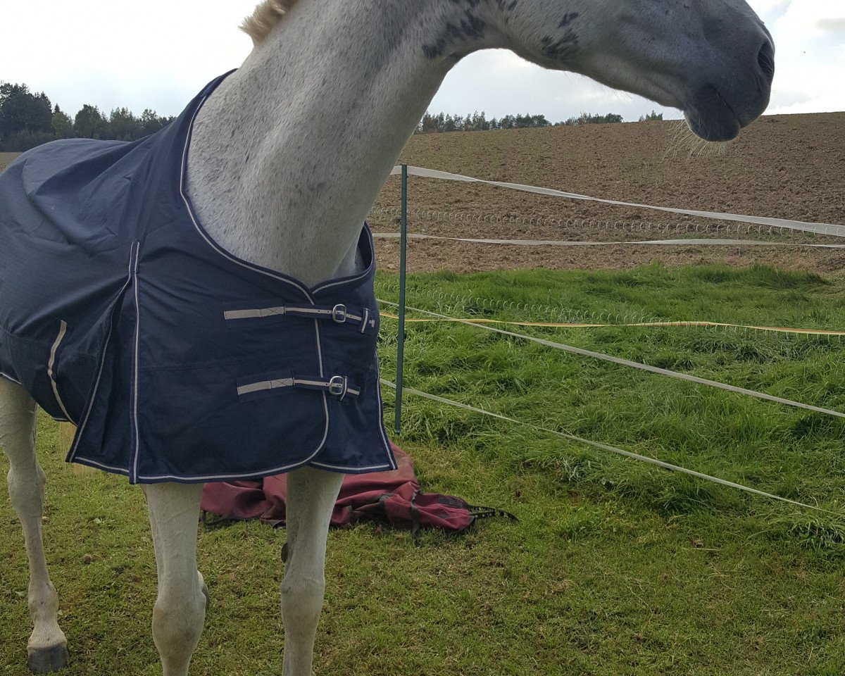 broodmare Ronja III (Holsteiner, 2001, from Coriano)