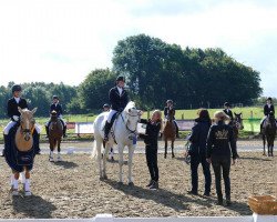 jumper Level's Glory SH (Zangersheide riding horse, 2008, from Level Z)