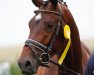 dressage horse Damon Donaco (Rhinelander, 2013, from Damon Jerome NRW)