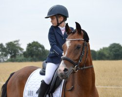 dressage horse Marley 34 (German Riding Pony, 2013, from Miami 42)