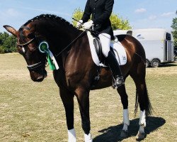 dressage horse Semion (Oldenburg, 2010, from Sancisco)