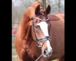 dressage horse Nymphenburgs Secret (Hanoverian, 2010, from Soliman)