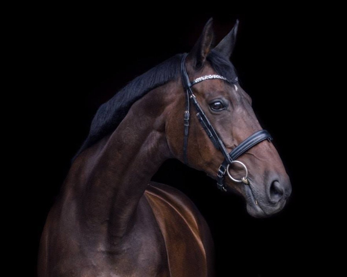 Zuchtstute Ruby Star (Hannoveraner, 2000, von Rosentau)