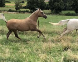 Pferd Mandela (Arabisches Halbblut / Partbred,  )