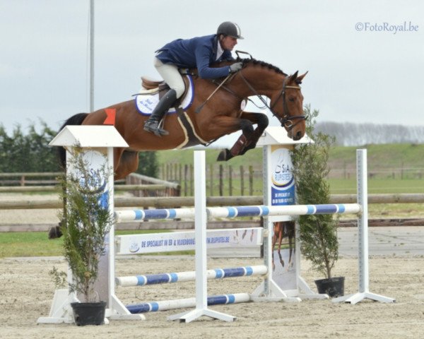 stallion Hos D'O (Belgian Warmblood, 2007, from Dollar de la Pierre)
