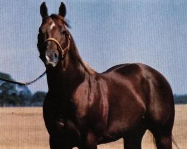 stallion Magnolia Bar (Quarter Horse, 1959, from Three Bars xx)