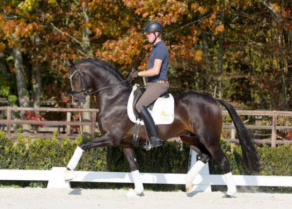 dressage horse Kane (Dutch Warmblood, 2015, from Dark Pleasure)