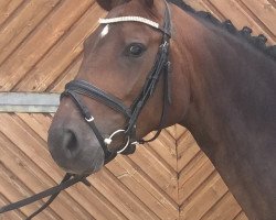 dressage horse Soraya 311 (Westphalian, 2014, from Sir Heinrich OLD)