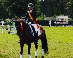 dressage horse Cijaano (KWPN (Royal Dutch Sporthorse), 2012, from Chippendale)