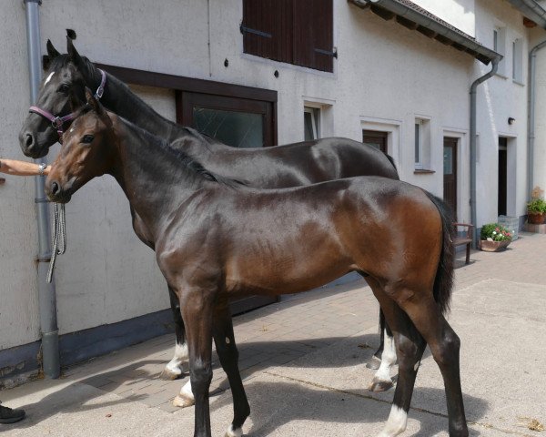 dressage horse Billy O (Westphalian, 2018, from Belissimo NRW)