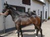 dressage horse Billy O (Westphalian, 2018, from Belissimo NRW)