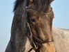 Dressurpferd Guiness O'Clare (Connemara-Pony, 2011)