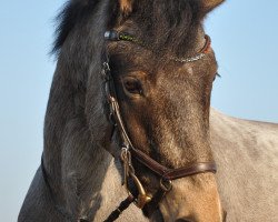 dressage horse Guiness O'Clare (Connemara Pony, 2011)