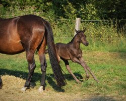 Springpferd Elena Eviva (Trakehner, 2018, von Berlusconi)