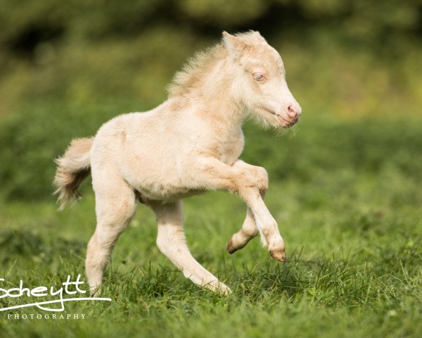 Springpferd Valerius vom Rindergraben (Dt.Part-bred Shetland Pony, 2017, von Vulkan vom Melkweg)