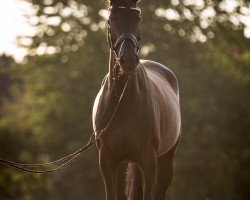 dressage horse Danone's Dornr"schen (Hanoverian, 2013, from Danone II)