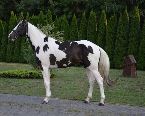 Pferd Rys (Polnisches Warmblut, 2015)